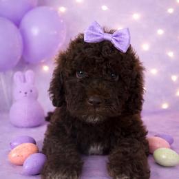 Milana - Brown female Lagotto Romagnolo puppy in North Barrington, Illinois from Lagotto Illinois
