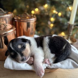 Noelle - Black white and tan female Collie puppy in Underwood, Indiana from Third Gen Collies