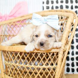 Emmie - Buff female Cocker Spaniel puppy in Rattan, Oklahoma from Double M Cocker Spaniels