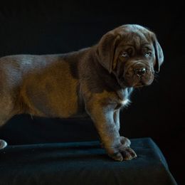 Cane Corso Puppies from RiverStone Gardens