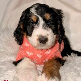 Champagne - Tri-color female Bernedoodle puppy in Beecher, Illinois from Erica’s Doodles