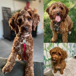 Toffee - Cockapoo