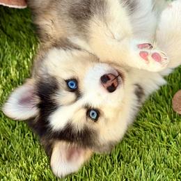 Emerald - Gray and white female Pomsky puppy in Antioch, California from Golden State Pomskies