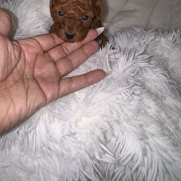 Ruby - Apricot female Poodle puppy in Okc, Oklahoma from Diva’s Designer Dogs