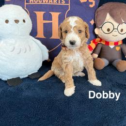 Dobby - Red  male Goldendoodle puppy in Conroe, Texas from Tails of Cypress