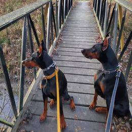 Doberman Pinscher All Grown Up from Desire Dobermans