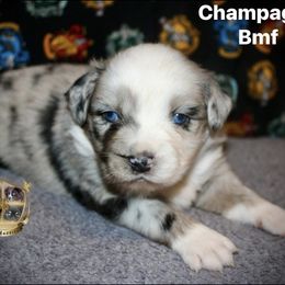 Champagne - Blue merle female Australian Shepherd puppy in El Dorado Springs, Missouri from HP Aussie Kennels