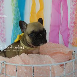 Teddy Altman - Fawn female French Bulldog puppy in Loxahatchee, Florida from Blue Wonder Frenchies