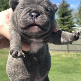 French Bulldog Puppies from Roughneck Frenchies