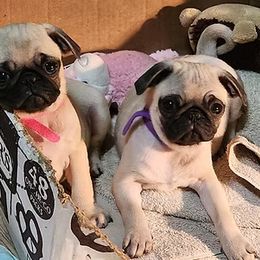 Pug Puppies from Ausband Farm Pugs