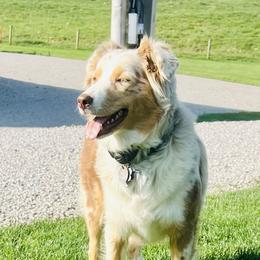 Skye - Australian Shepherd