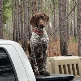 Red - German Shorthaired Pointer