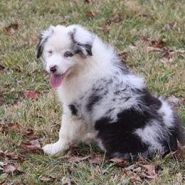 Draco - Blue merle male Australian Shepherd puppy in Mount Sterling, Ohio from Northern Lights Working Dogs