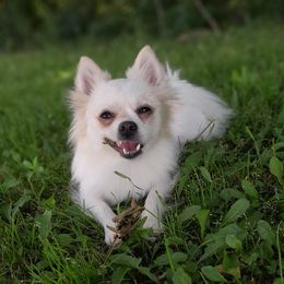 Lilo - Pomeranian