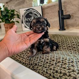 Bernedoodle, Cavapoo, Cavapoochon, Goldendoodle, Poodle, and Yorkipoo Puppies from Anchor Dogs