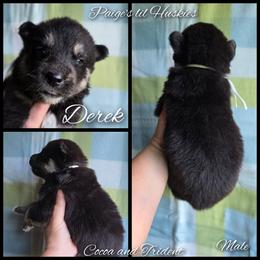 Derek - Black tan and white male Siberian Husky puppy in Bloomfield, Indiana from Paiges lil huskies