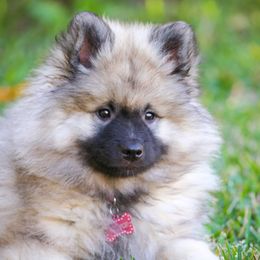 Girl 5 - Black and silver female Keeshond puppy in Fayetteville, Tennessee from Erbekees-Keeshonden