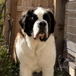 Keili - Mahogany and white female Saint Bernard puppy in Wellington, Colorado from Thunder Keg St. Bernards