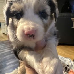 Girl 4 - Blue merle female Miniature Australian Shepherd puppy in Saco, Maine from Wags Family Aussies