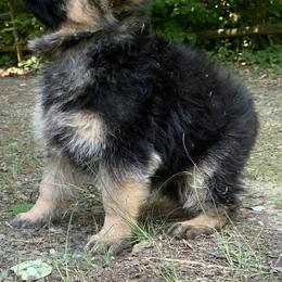 German Shepherd Puppies from Golly-G German Shepherds