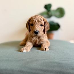 Dolly (pink) - Apricot female Goldendoodle puppy in Hutto, Texas from Crystal's Goldendoodles