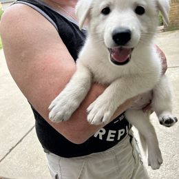 Green Girl - White female Berger Blanc Suisse puppy in Orland Park, Illinois from Starfyre Berger Blanc Suisse