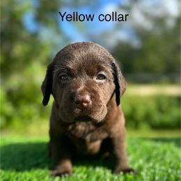 Yellow collar - Chocolate male Labrador Retriever puppy in Brooksville, Florida from Lonestar Labradors C&E