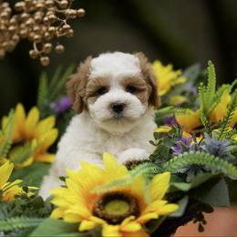 Louie Vuitton - Parti male Maltipoo puppy in Deming, Washington from Heavenly Puppies to Love