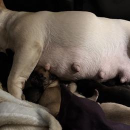 Vader - Brindle male French Bulldog puppy in Alabama from Rathbone Bulldogs