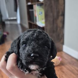 Tux - Black & white male Maltipoo puppy in Everett, Washington from Meadows Ranch