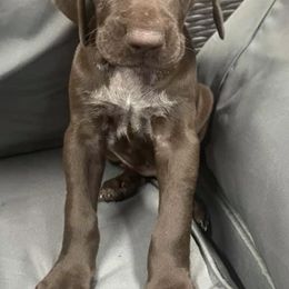 German Shorthaired Pointers from Texas Bay Area Pointers