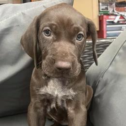 German Shorthaired Pointers from Texas Bay Area Pointers