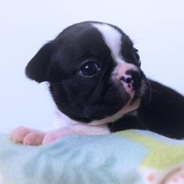 Baby Azula - Black and white female Boston Terrier puppy in Kingsport, Tennessee from Sleepwalker Bostons