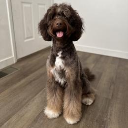 Aussiedoodle puppies from Sage & Paws Puppy co.
