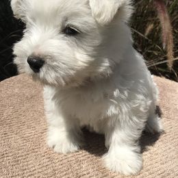 West Highland White Terrier Puppies from Festa farms