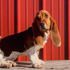 Fancy - Basset Hound