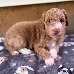 Doc Holliday - Apricot male Aussiedoodle puppy in Holly Springs, North Carolina from Whiskey River Doodles