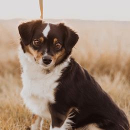 Kilby - Miniature Australian Shepherd