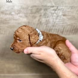Kayden - Red  male Goldendoodle puppy in Abilene, Texas from Mesquite Kennels