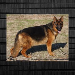 Willa - German Shepherd