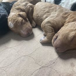 Poodle Puppies from Sweet Country Standards