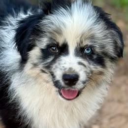 Rico - Blue merle male Miniature Australian Shepherd puppy in Patterson, North Carolina from DreamLine Aussies