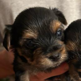 Honeybun - Black and tan female Yorkshire Terrier puppy in Georgia from Diddly Dog Company