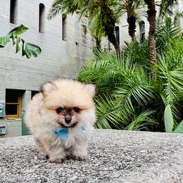 Mocha - Chocolate male Pomeranian puppy in Green Cove Springs, Florida from Natasha's Ark of Joy