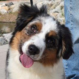 Derby - Australian Shepherd