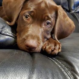 Labrador Retriever All Grown Up from Rocky Mountain Dogs - Utah