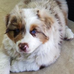 Australian Shepherds from Elk Ridge Australian Shepherds