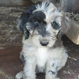 Aussiedoodles and Sheepadoodles from Neudoodles