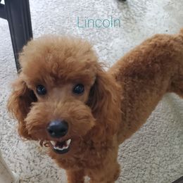 Lincoln - Poodle