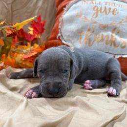 Frieda - Blue female Great Dane puppy in Corsica, Pennsylvania from Ferguson Family Danes LLC